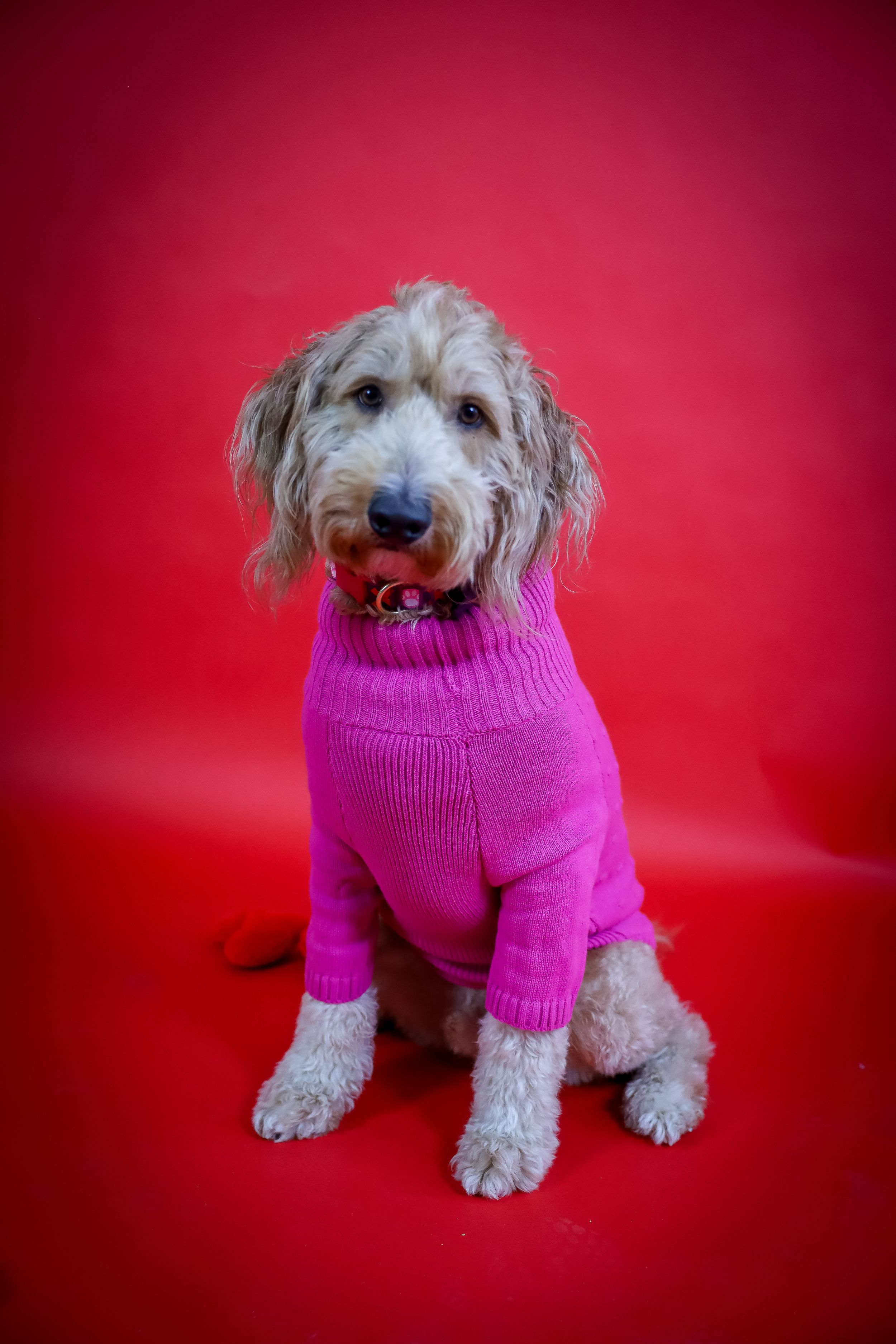 Small fluffy dog wearing a bright pink sweater poses against a vibrant red background.