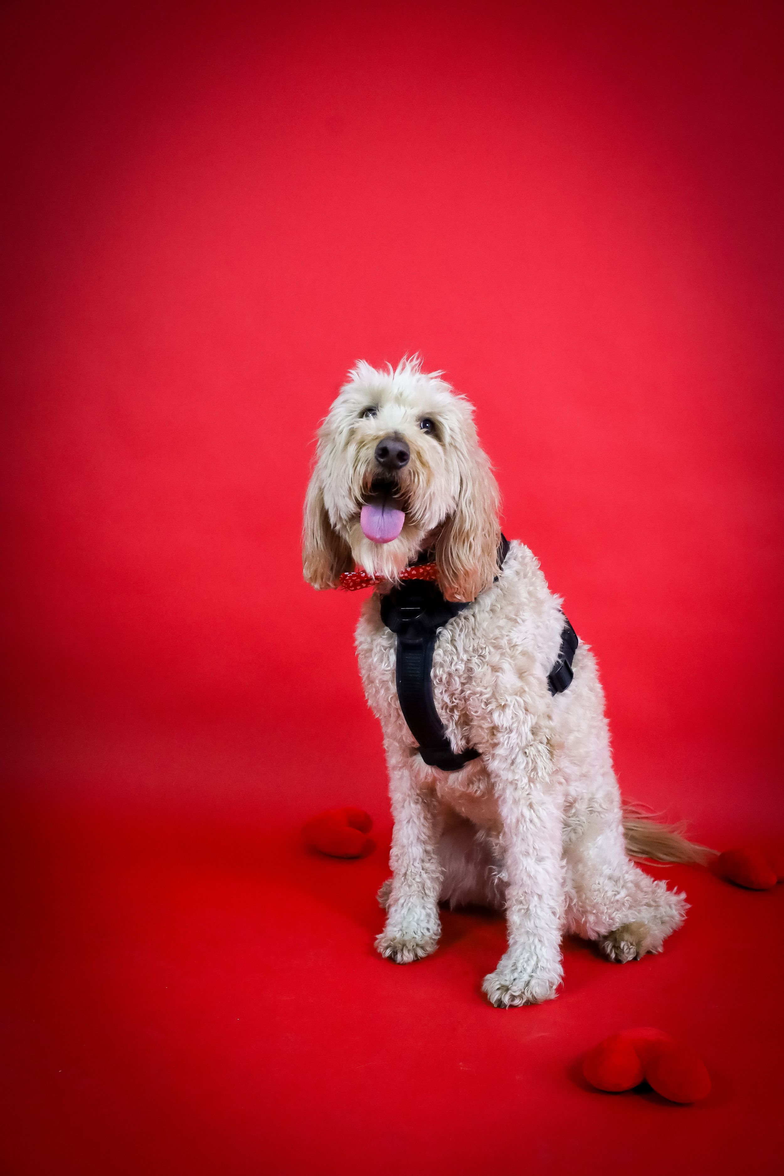White fluffy dog with spots sits and poses against a bright red studio background.