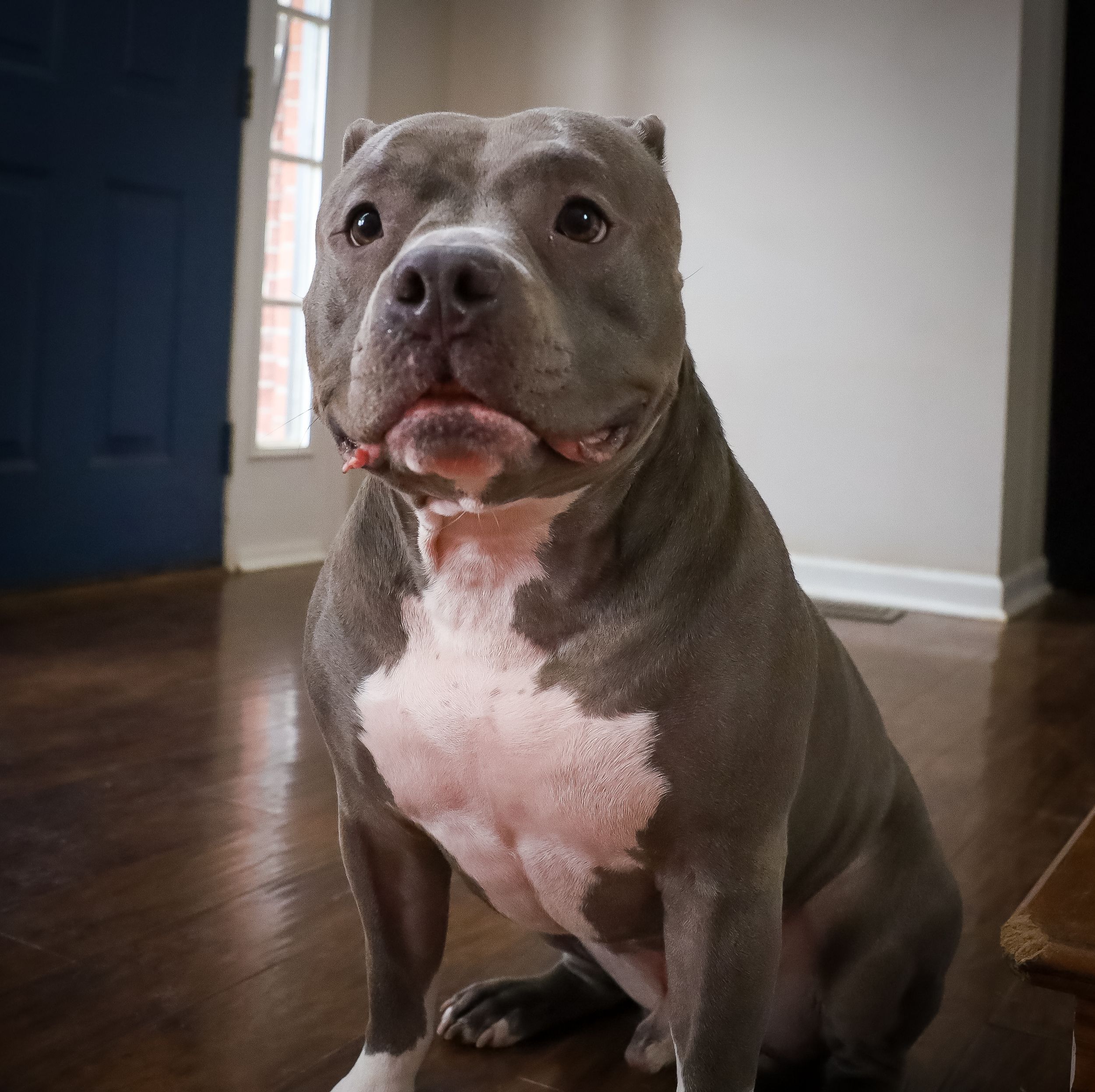 Gray pit bull type dog shows various facial expressions in indoor portrait series.