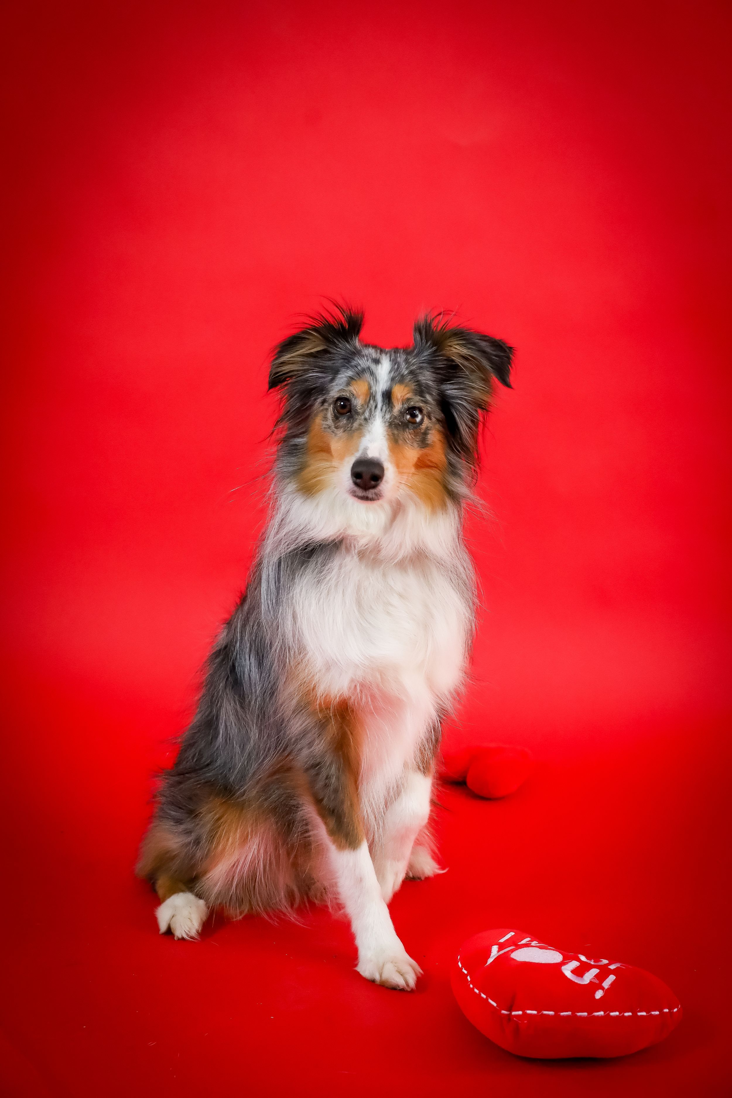 Australian Shepherd dog poses with red heart decoration against vibrant red background.