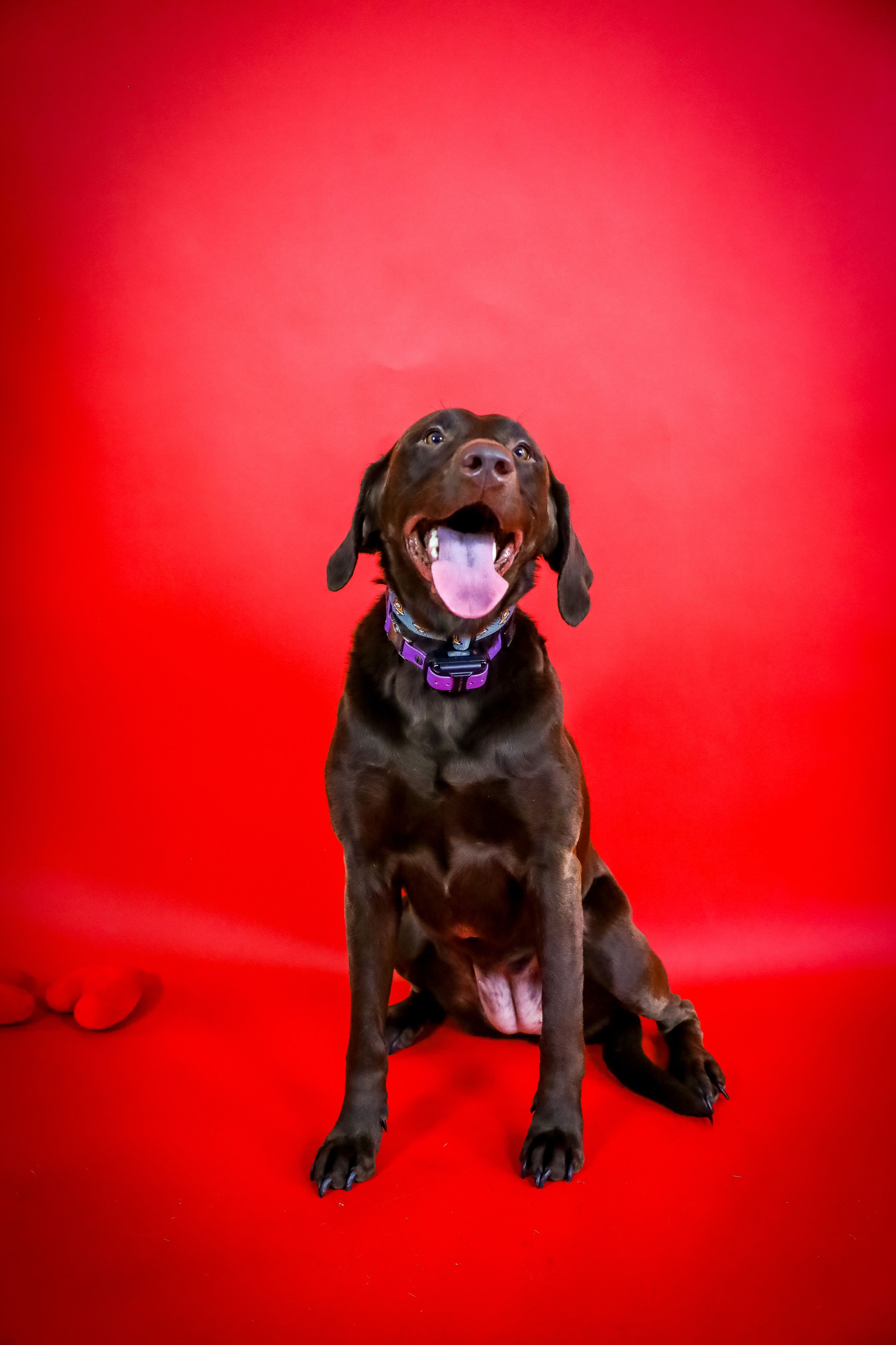 Chocolate Labrador puppy shows playful expressions against bright red studio backdrop.