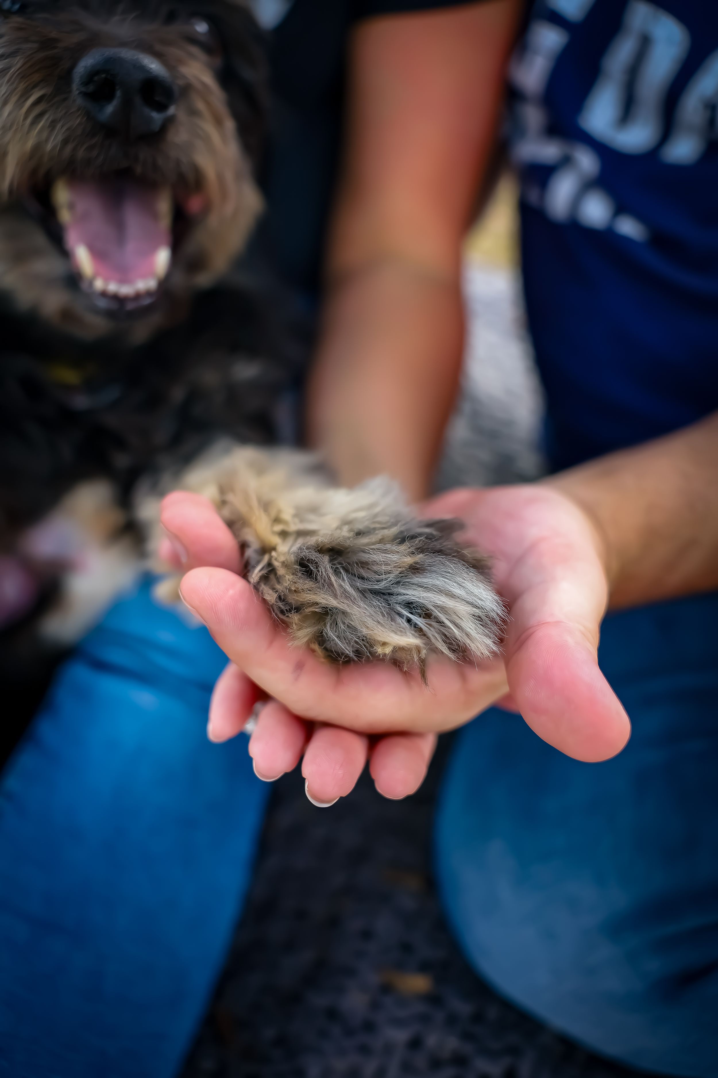 Close-up shots showing gentle interactions with a small black dog.
