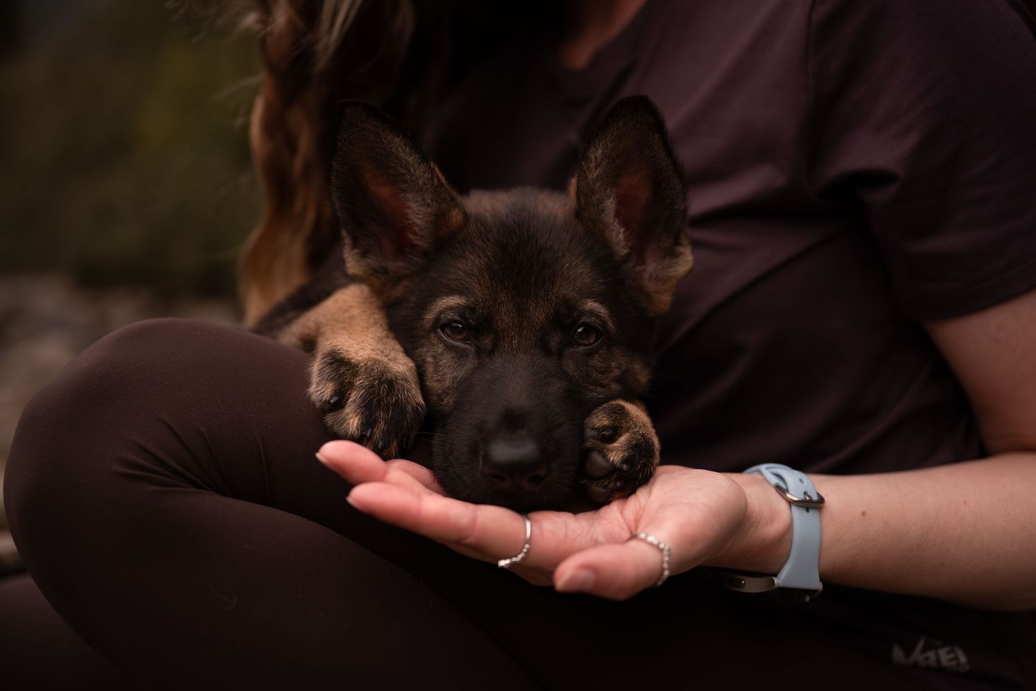 An 8 week old German Shepherd puppy rests his head in the palm of a young woman.