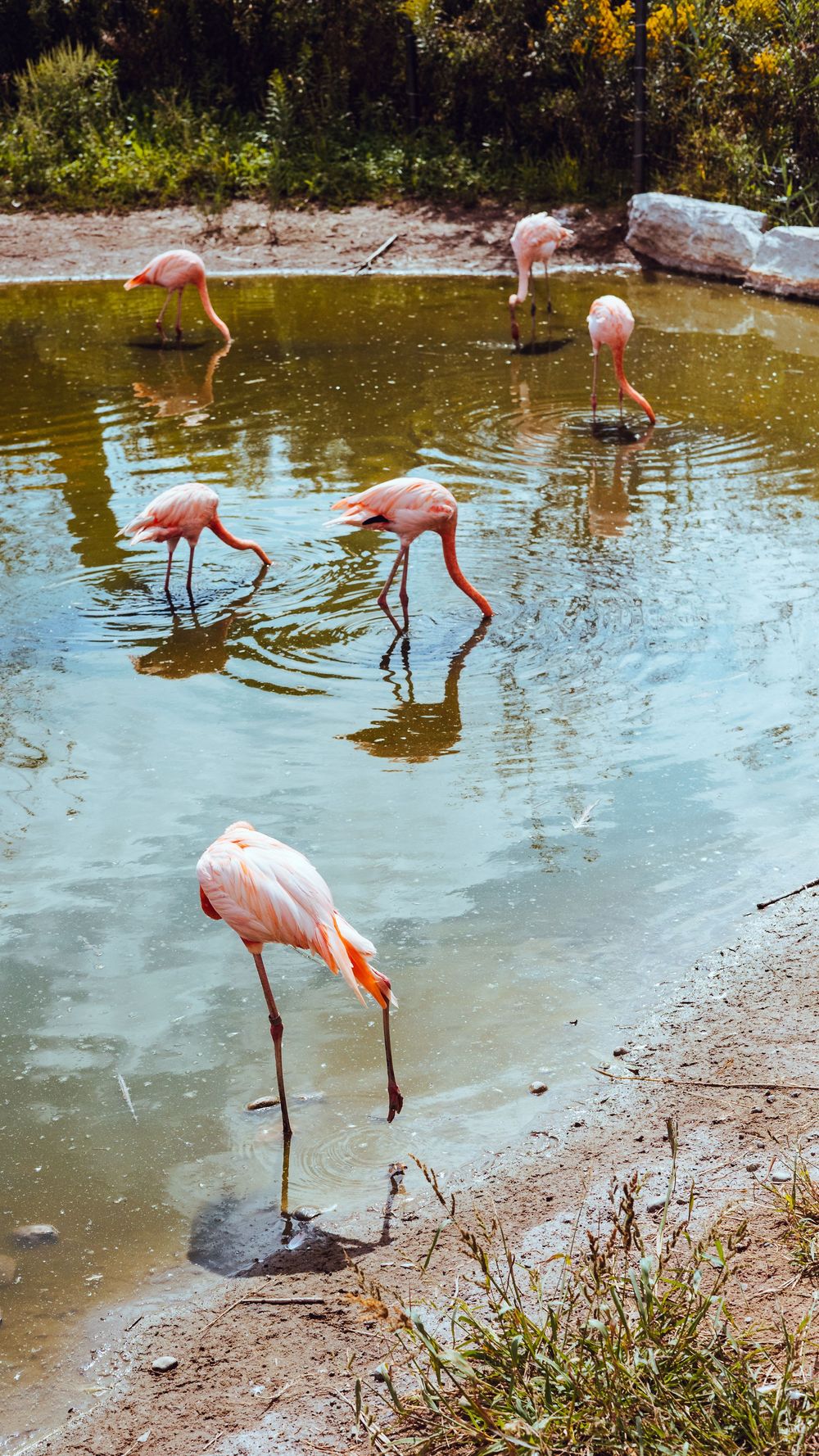 Pink flamingos wade gracefully in shallow water near a shoreline during daytime.