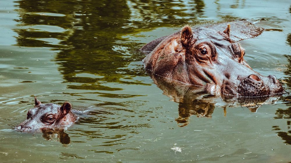 Hippopotamuses swimming and splashing in murky water.