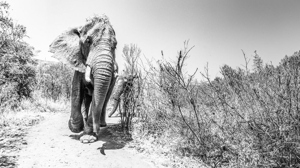 Black and white landscape photograph of a safari scene.