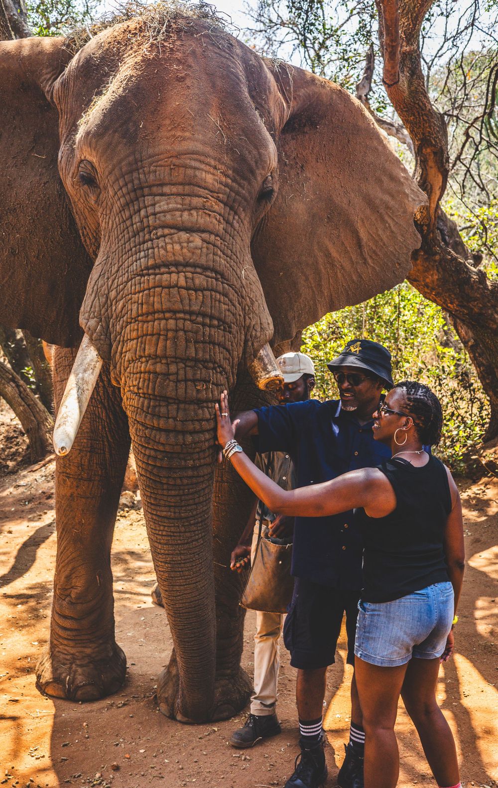 Tourists interacting with an African elephant at close range.