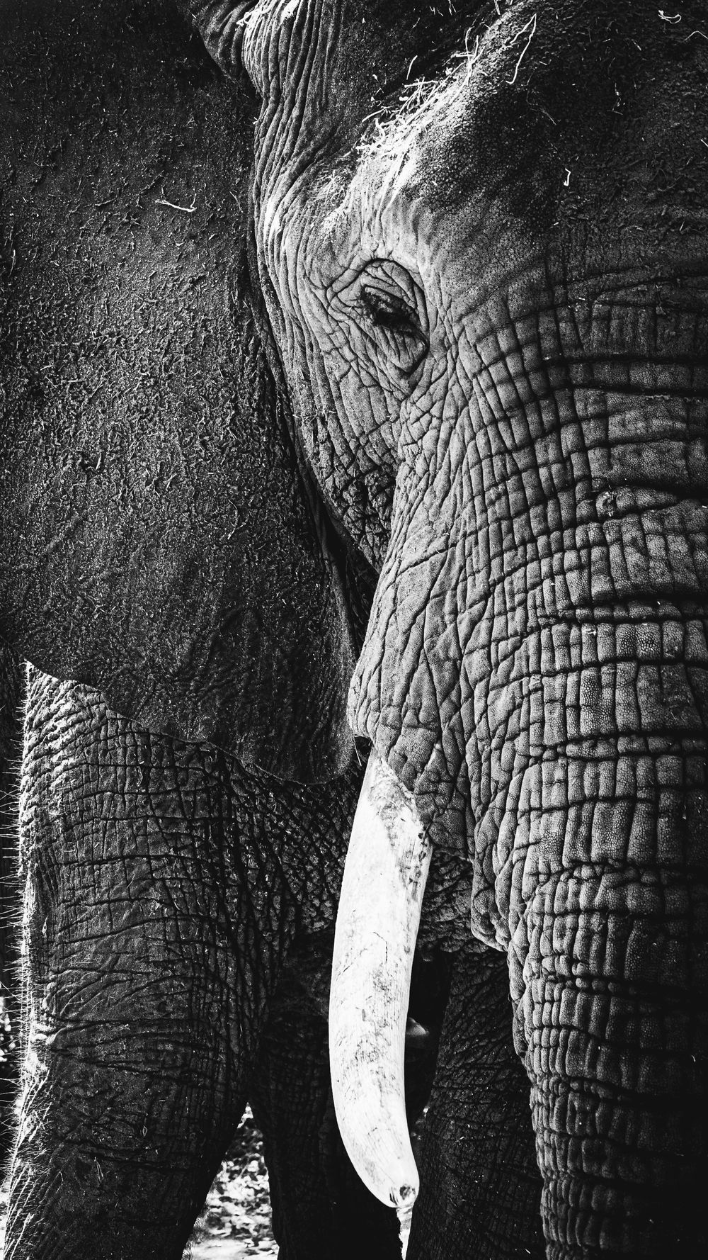 Black and white close-up portraits of an African elephant's textured skin and tusks.