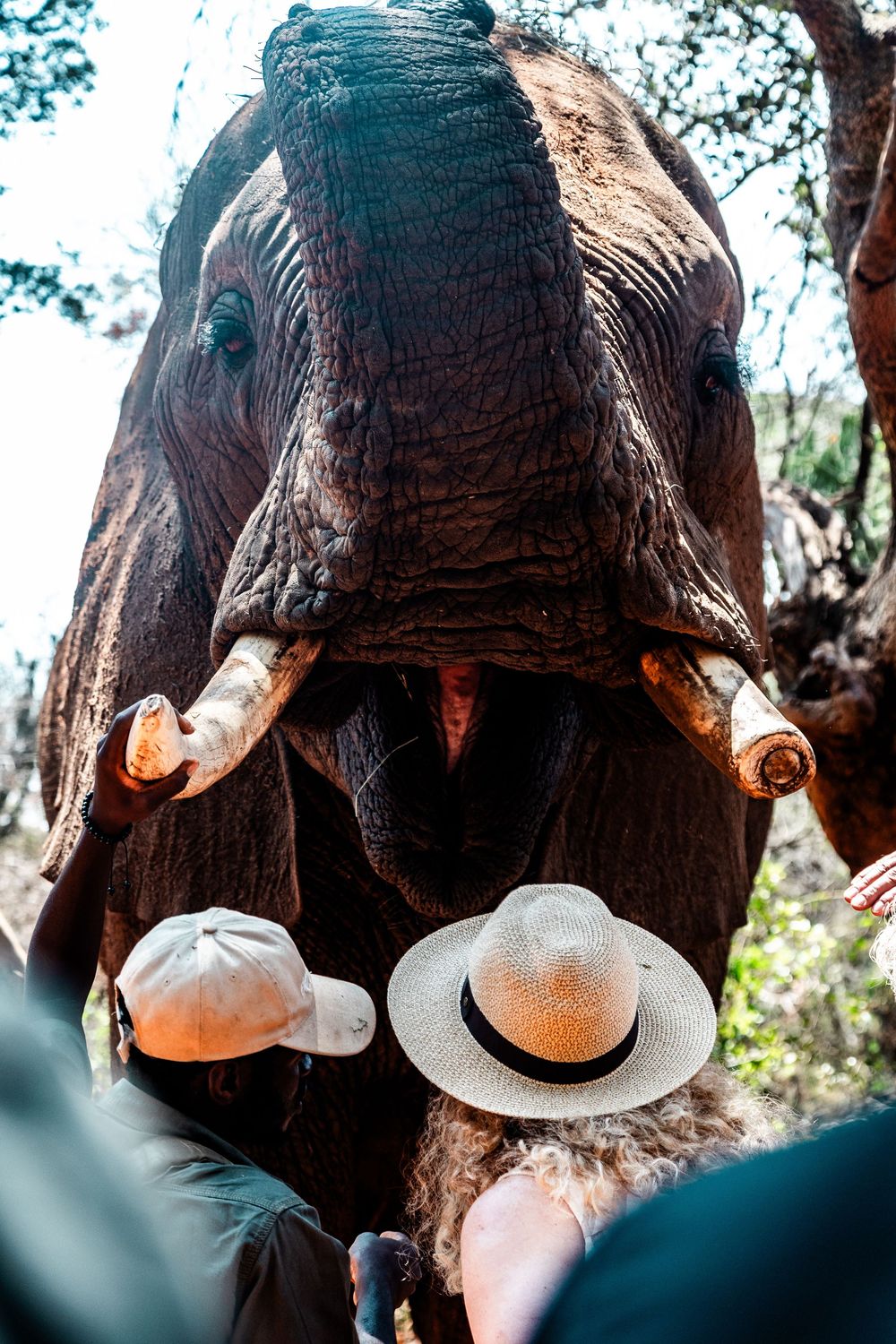 Close-up view of an elephant's body from behind with observers wearing hats.