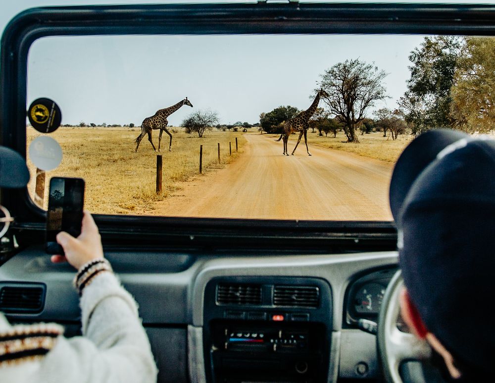 Safari view through car windshield of giraffes walking along dirt road in African savanna.