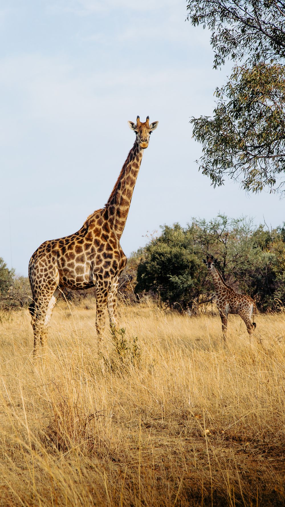 Several giraffes standing in tall golden grass on an African savanna.