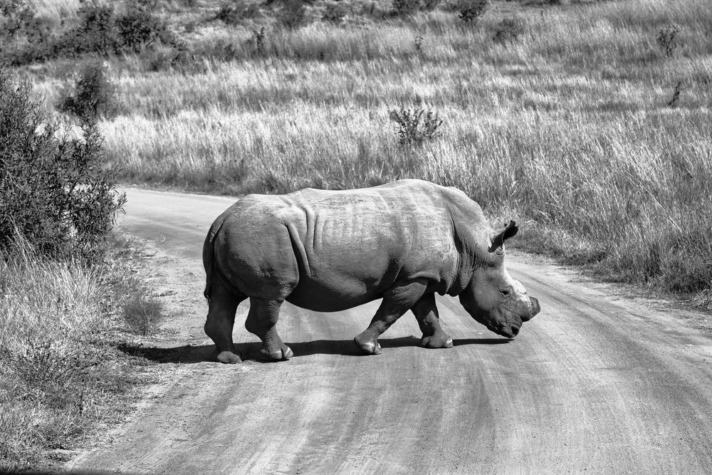 Multiple rhinoceros lying in the middle of a dirt road.