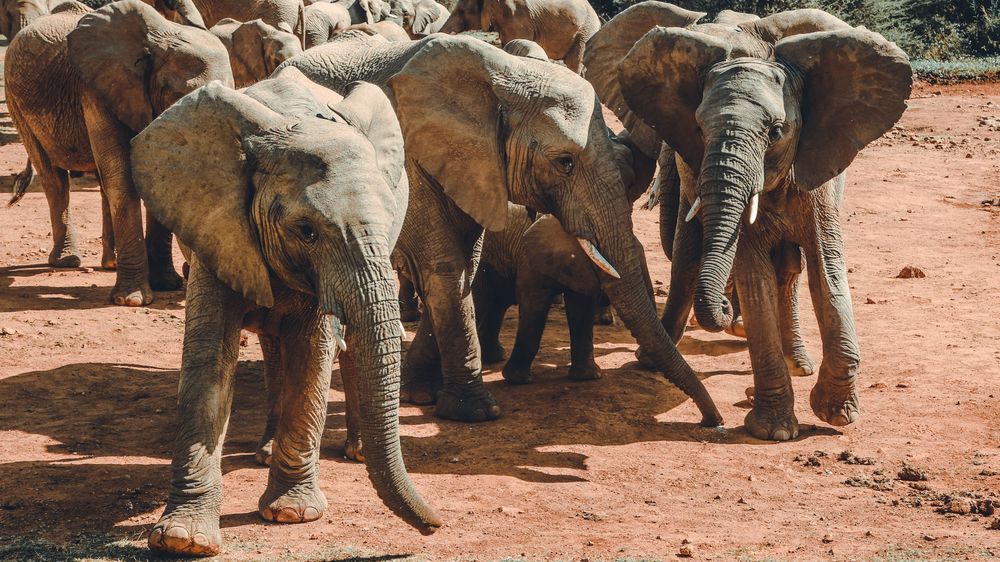 A herd of African elephants gathered on red soil terrain.