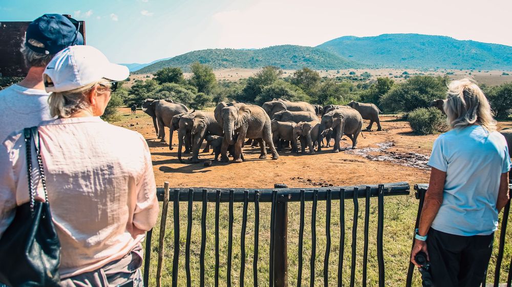 Safari visitors observing elephants from behind a fence with mountains in background.