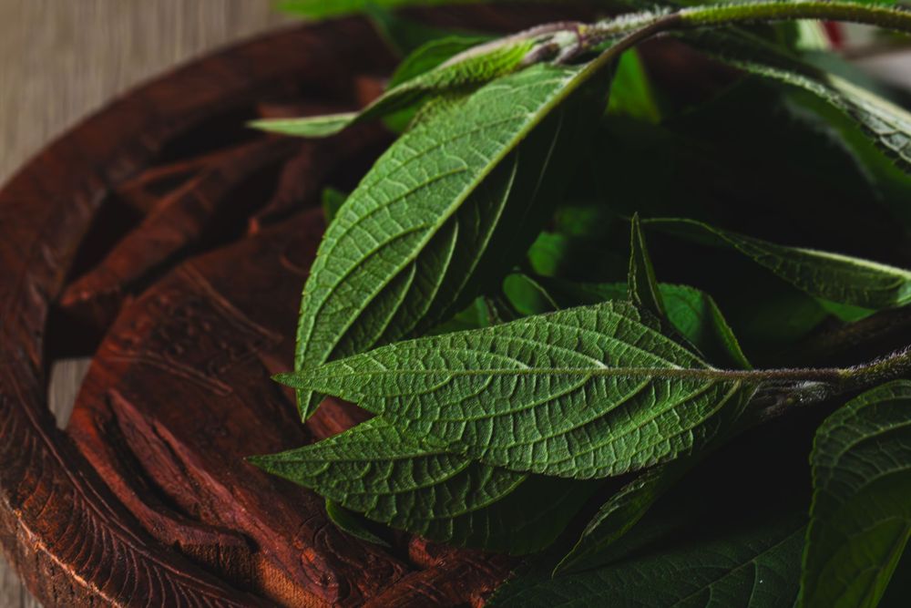 Fresh green basil leaves with prominent veins on dark wooden surface in moody lighting add natural texture.