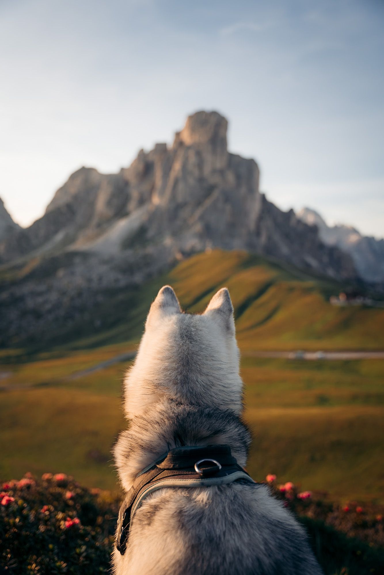 chien devant le passo giau dans les dolomites
