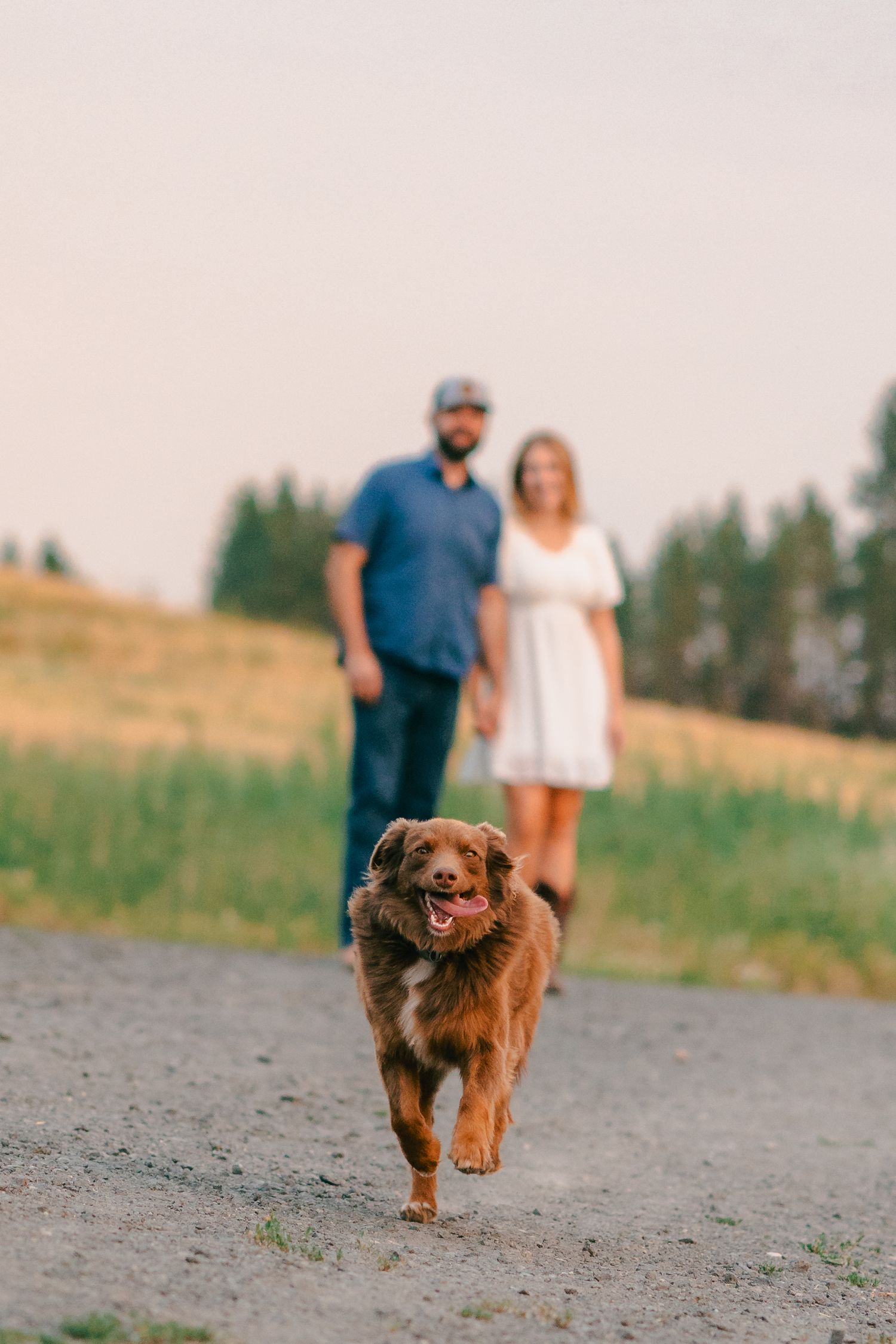A happy brown dog runs along a gravel path toward the camera as a couple walks together in a scenic field.