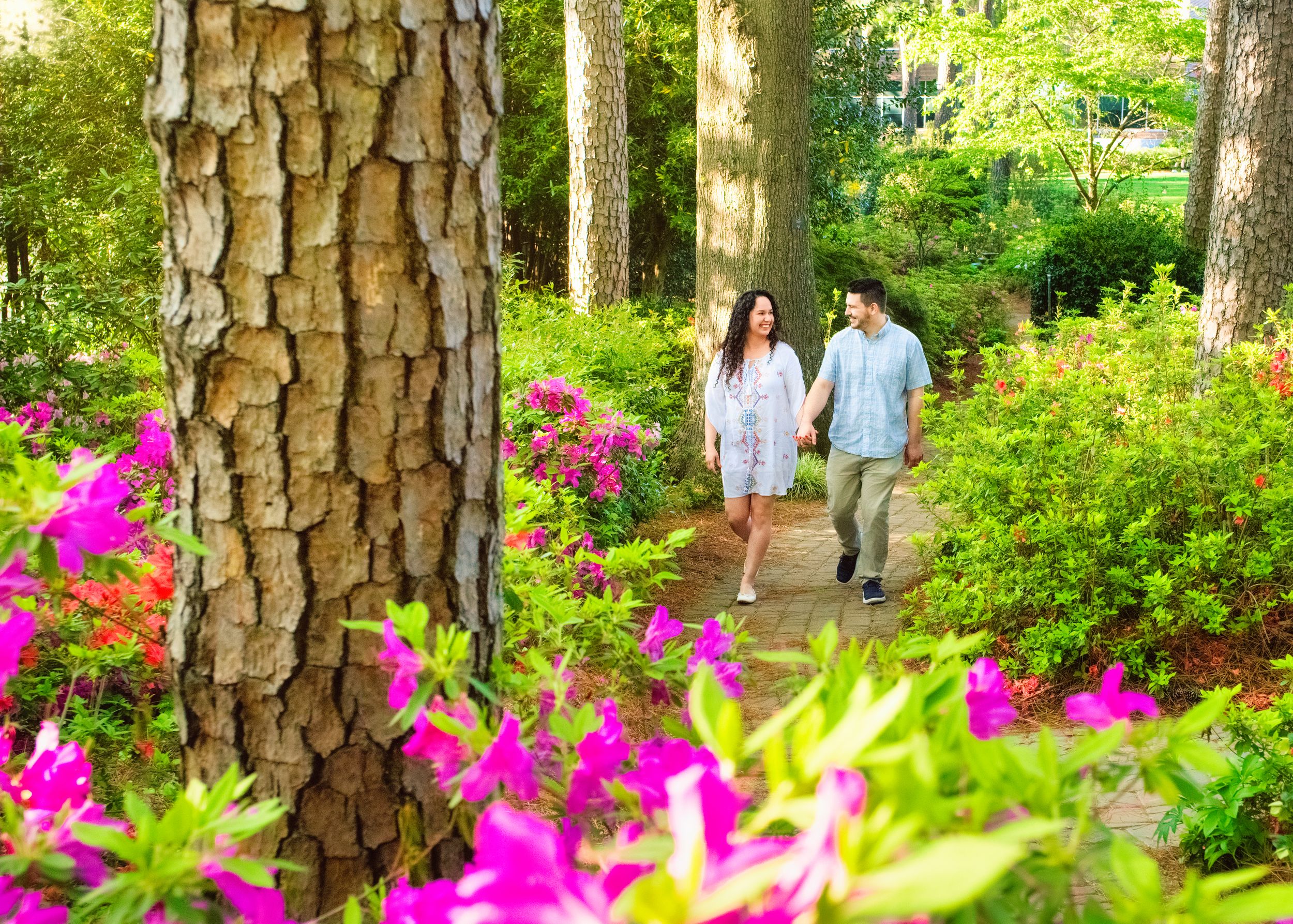 A couple strolls through a garden path lined with vibrant pink azaleas and tall pine trees in dappled sunlight.
