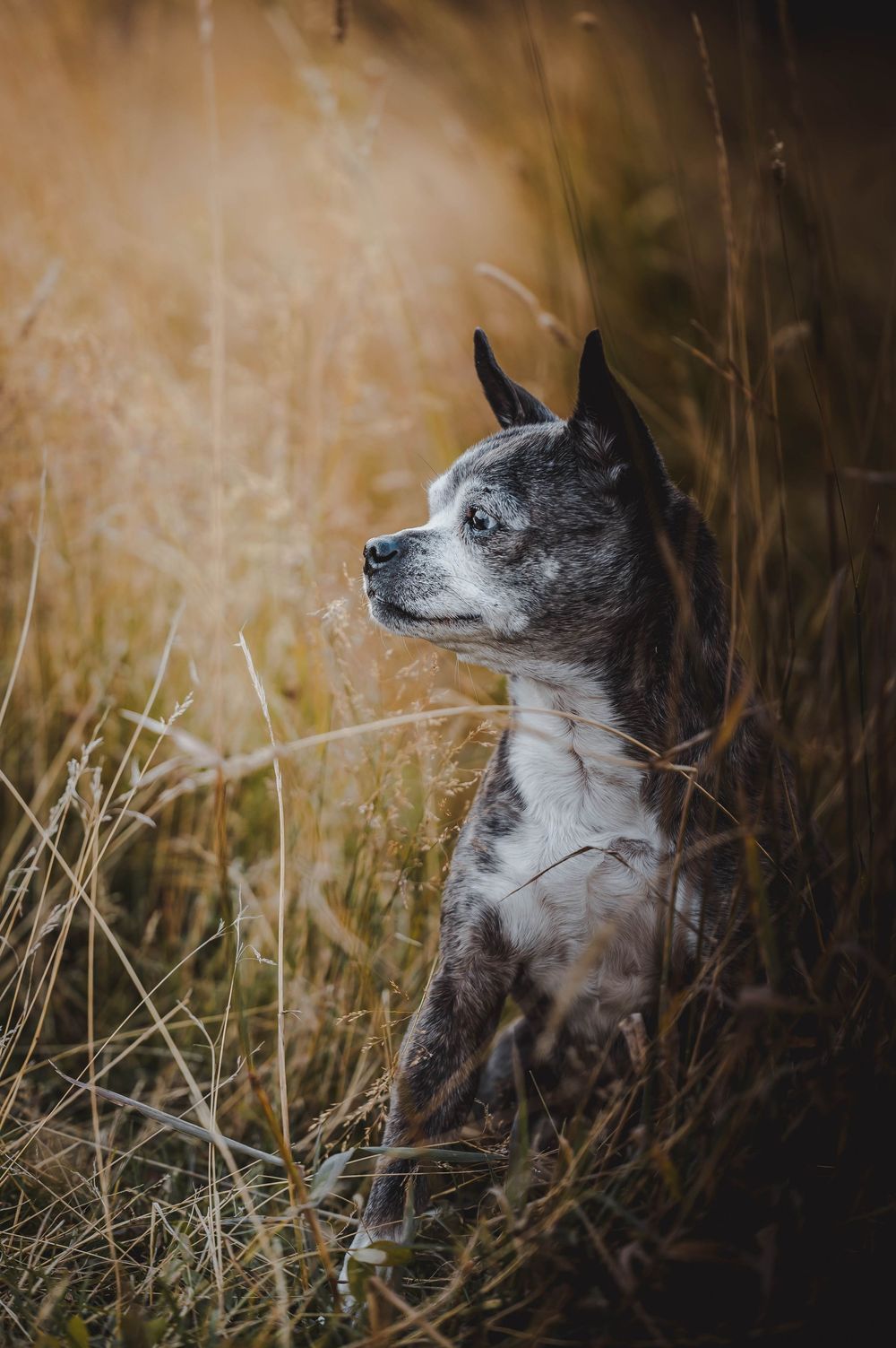Pet Photography Steamboat Springs. Steamboat Springs Pet Photographer. Dog photography steamboat Springs.