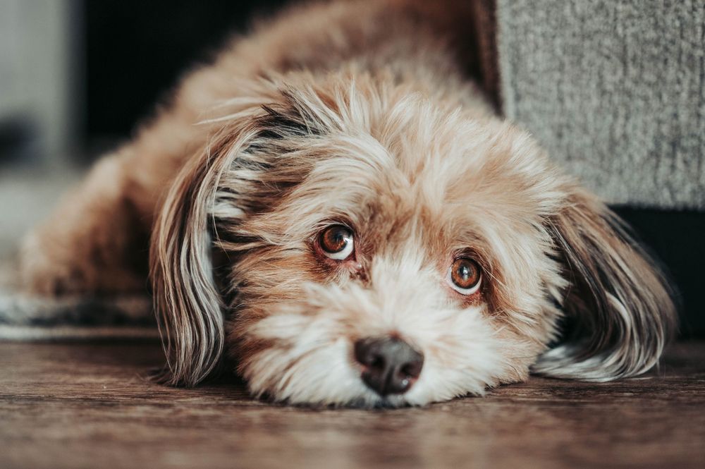 Pet Photography Steamboat Springs. Steamboat Springs Pet Photographer. Dog photography steamboat Springs.