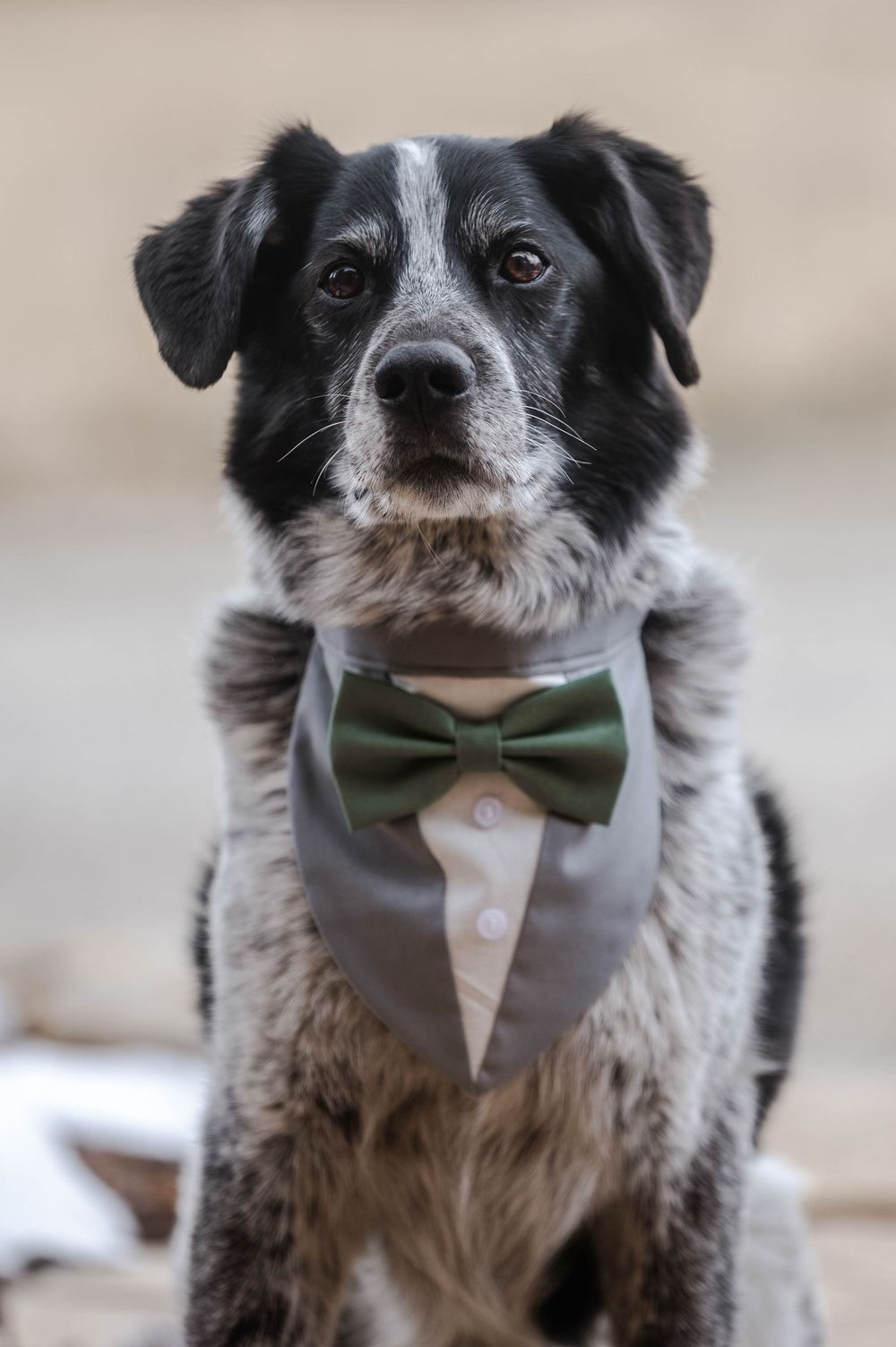 Pet Photography Steamboat Springs. Steamboat Springs Pet Photographer. Dog photography steamboat Springs.