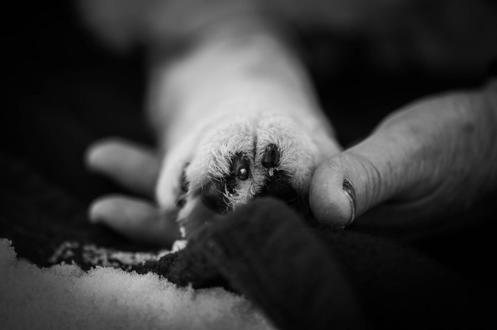 Pet Photography Steamboat Springs. Steamboat Springs Pet Photographer. Dog photography steamboat Springs.