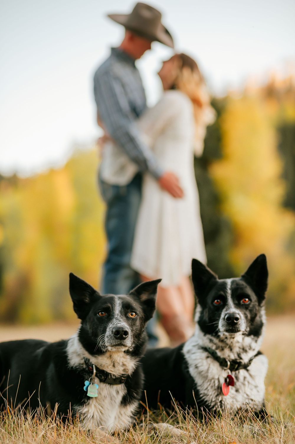 Engagement with dogs