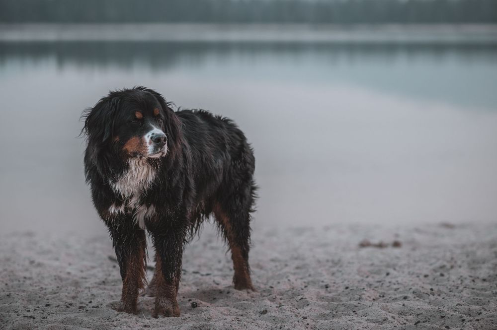 Pet Photography Steamboat Springs. Steamboat Springs Pet Photographer. Dog photography steamboat Springs.