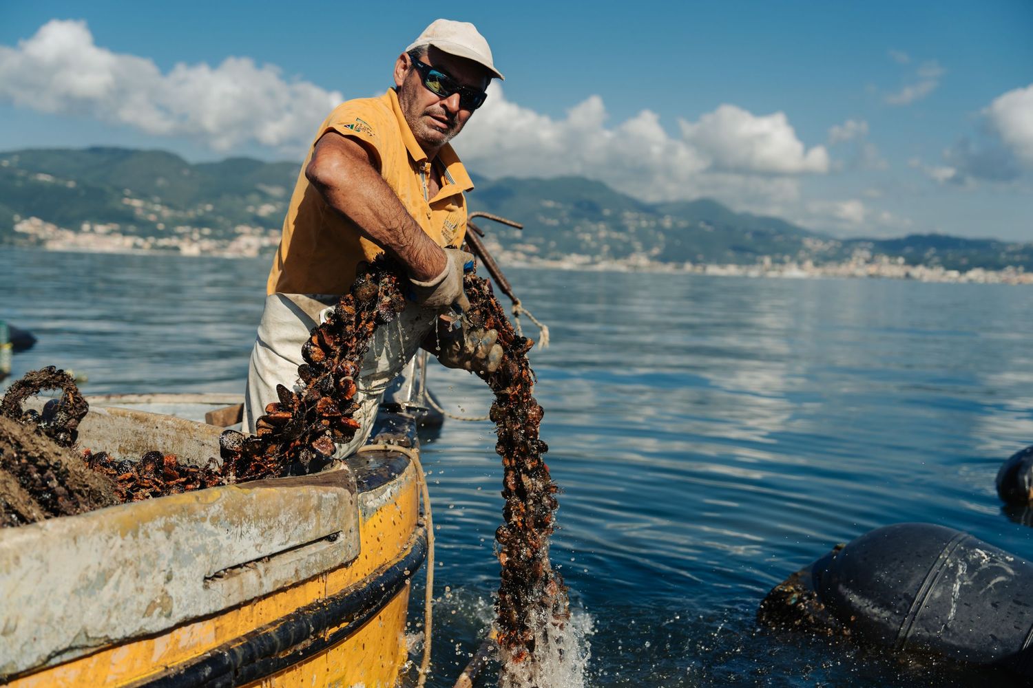 Pescatore mentre raccoglie le cozze dal mare in liguria a La Spezia
