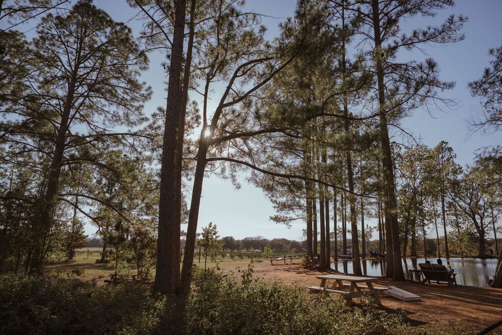 Tall pine trees line waterfront landscape during golden hour.