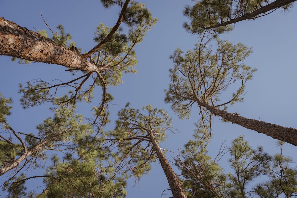 Tall pine trees reach toward a bright blue sky in a scenic forest setting.