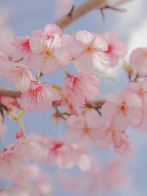Soft pink blossoms in gentle natural light close-up photography by Piret Victoria Ribas.