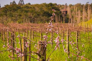Vineyard rows with fresh spring growth in countryside landscape by Piret Victoria Ribas.