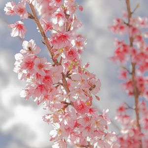 Delicate pink blossoms on branch in soft focus nature photography by Piret Victoria Ribas.