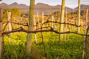 Vineyard landscape with wooden posts and green field in warm evening light by Piret Victoria Ribas.