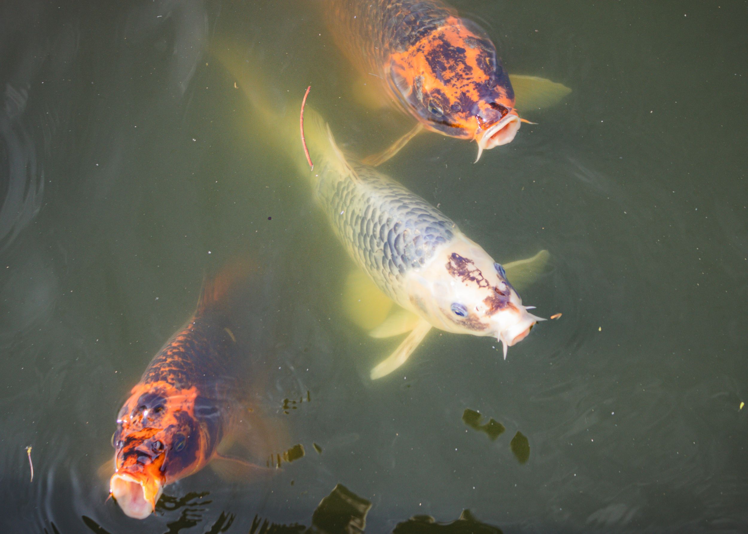 Koi fish swimming in pond viewed from above by Piret Victoria Ribas.