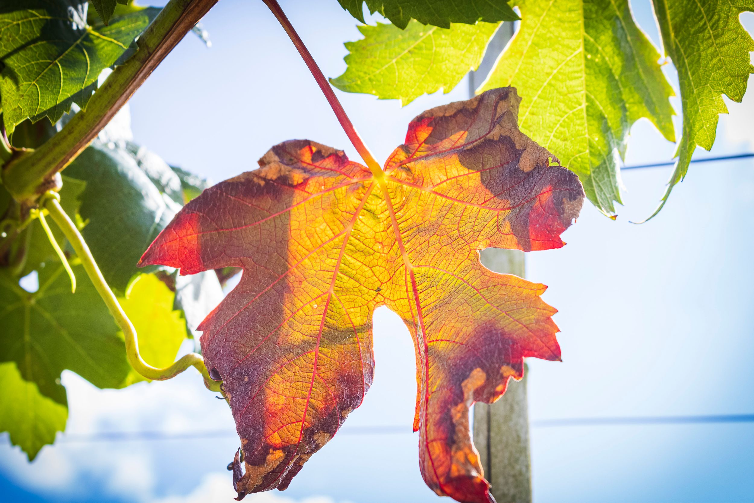 Autumn grape leaf glowing in backlight, vineyard detail photography by Piret Victoria Ribas.