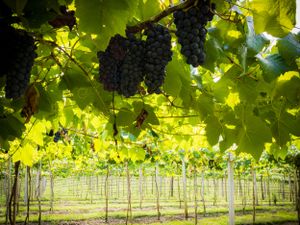 Grapes hanging beneath vine leaves in warm sunlight by Piret Victoria Ribas.