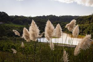 Pampas grass near water in countryside landscape photography by Piret Victoria Ribas.