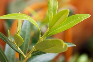 Fresh green olive leaves in warm natural light close-up by Piret Victoria Ribas.