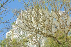 Tree branches against blue sky in springtime landscape photography by Piret Victoria Ribas.