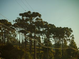 Pine trees on hillside against soft evening sky landscape photography by Piret Victoria Ribas.