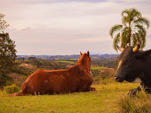 Horse resting on hillside overlooking countryside landscape by Piret Victoria Ribas.