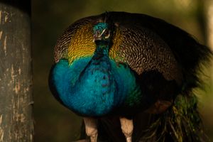 Peacock portrait with iridescent blue and green feathers by Piret Victoria Ribas.