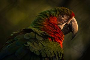 Colorful parrot portrait in warm natural light wildlife photography by Piret Victoria Ribas.