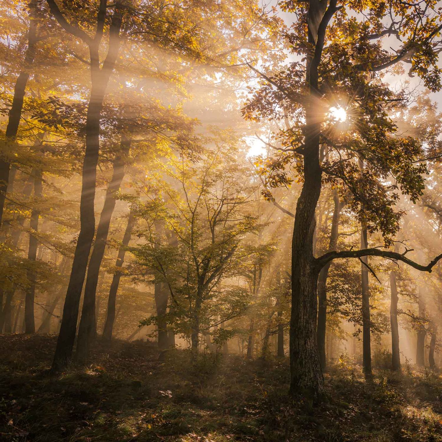 fotografie michal schneider foto photo photography údolí dyje řeka mlha slunce nationalpark thayatal podyjí les Profesionální fotograf cena