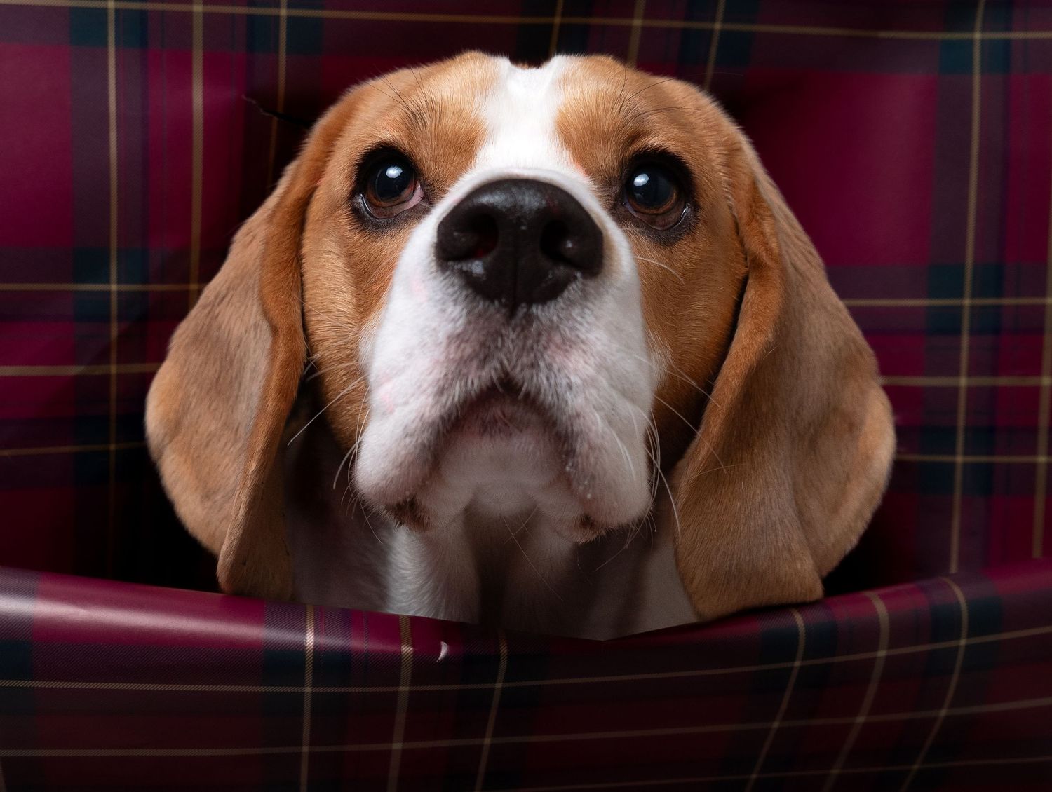 wedding photographer
nottingham photographer
derby photographer
dog photographer
equine photographer