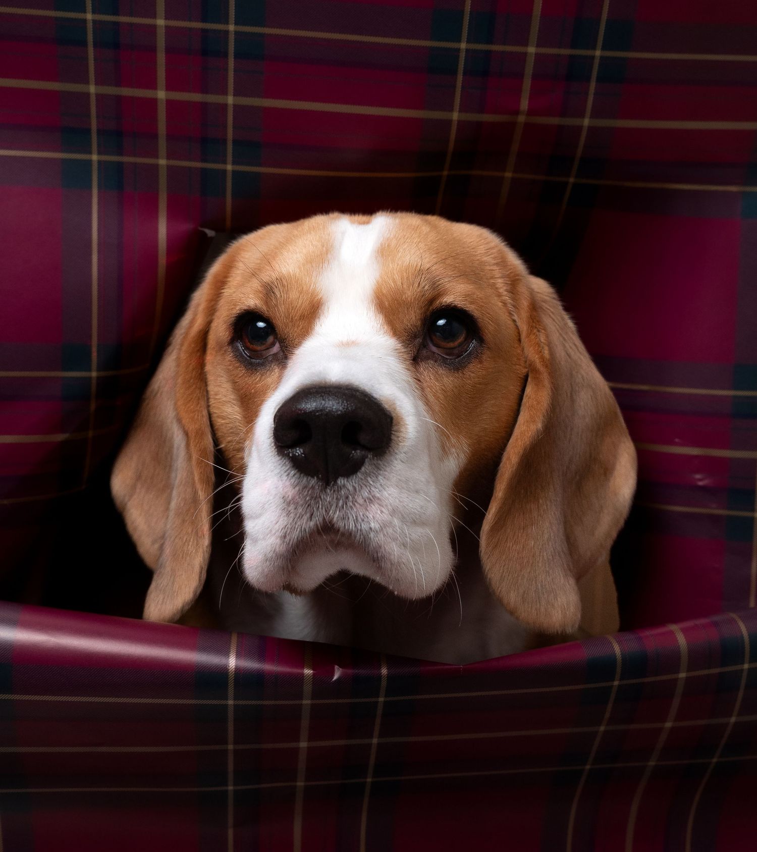 wedding photographer
nottingham photographer
derby photographer
dog photographer
equine photographer