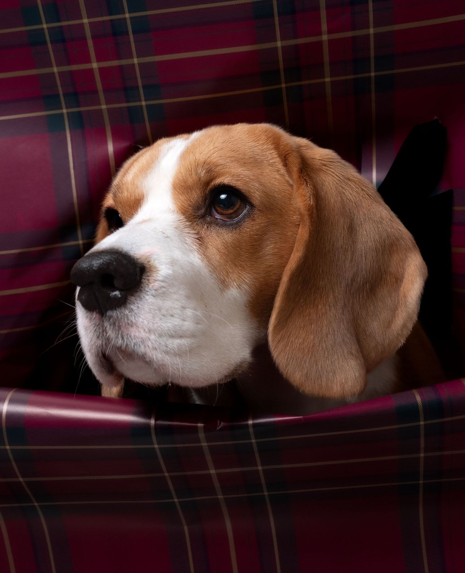 wedding photographer
nottingham photographer
derby photographer
dog photographer
equine photographer
