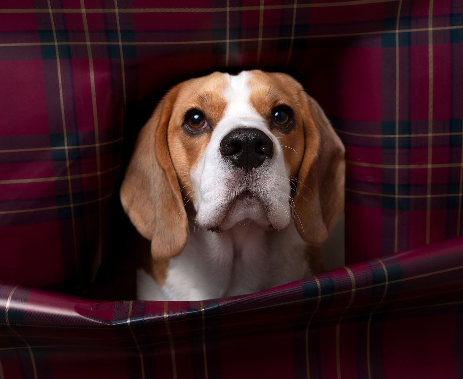 wedding photographer
nottingham photographer
derby photographer
dog photographer
equine photographer